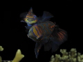   Mating Mandarin Fish Malapascua Philippines  